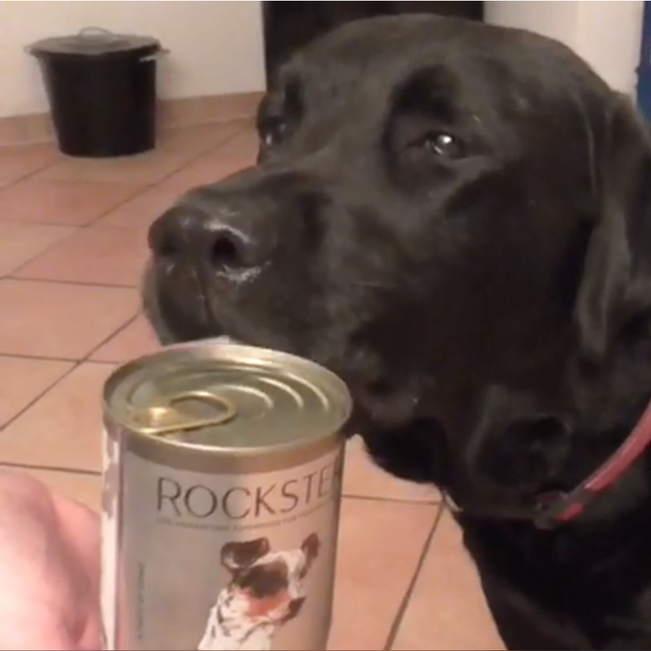 Whoever Said Labradors Eat Everything Should Watch This Now..!